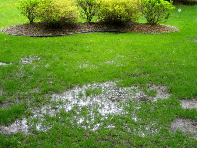 Residential yard with standing water in the grass